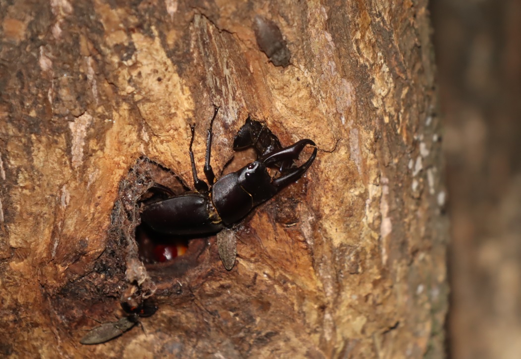 やなぎの枝先_幹に辿ってさらに降りた洞にコクワガタ2♂1♀_2021年8月28日20時50分頃 気温28度